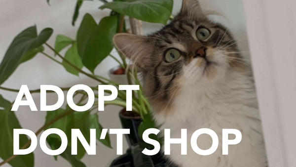Adopt, don't shop !